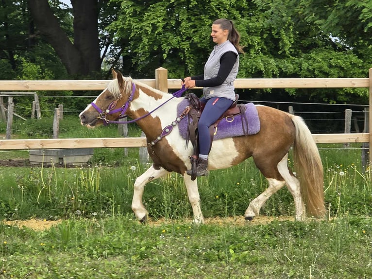 Pintos Stute 4 Jahre 135 cm Schecke in Linkenbach