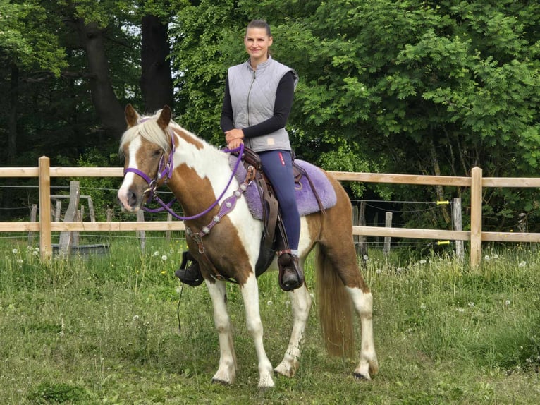 Pintos Stute 4 Jahre 135 cm Schecke in Linkenbach