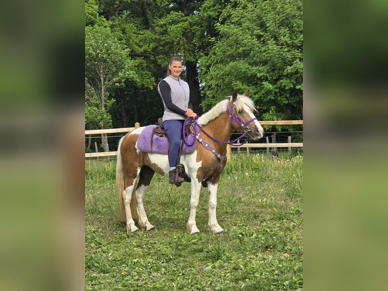 Pintos Stute 4 Jahre 135 cm Schecke in Linkenbach
