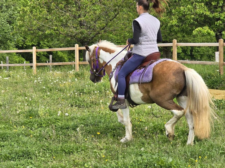 Pintos Stute 4 Jahre 135 cm Schecke in Linkenbach