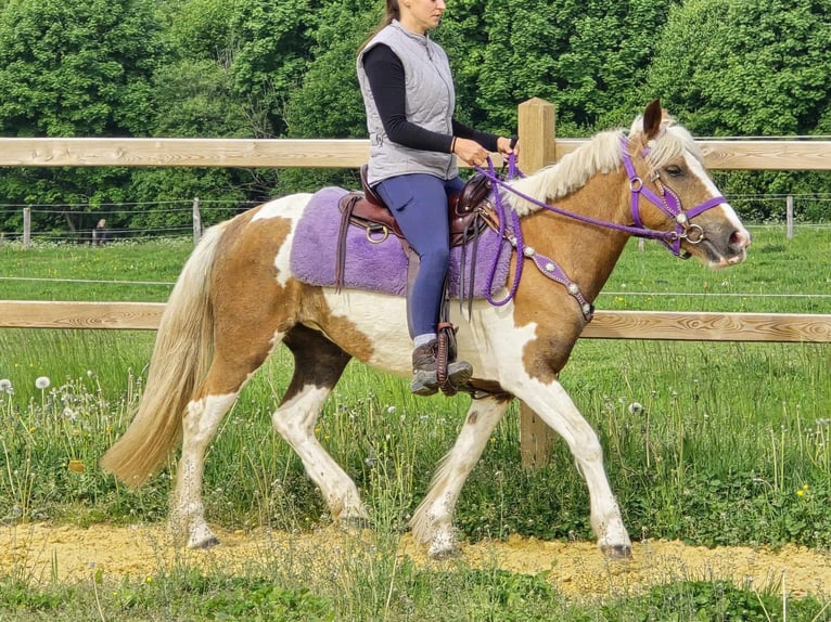 Pintos Stute 4 Jahre 135 cm Schecke in Linkenbach
