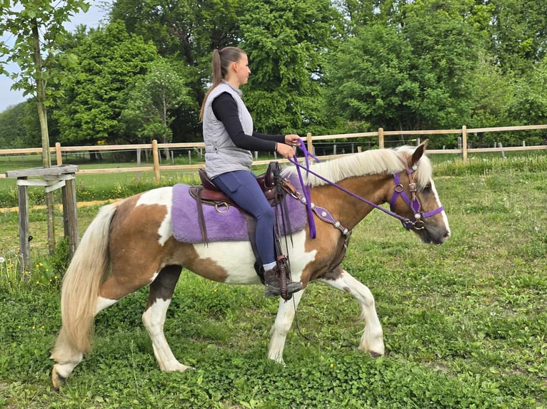 Pintos Stute 4 Jahre 135 cm Schecke in Linkenbach