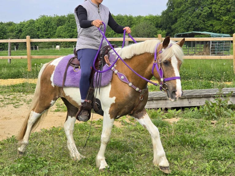 Pintos Stute 4 Jahre 135 cm Schecke in Linkenbach