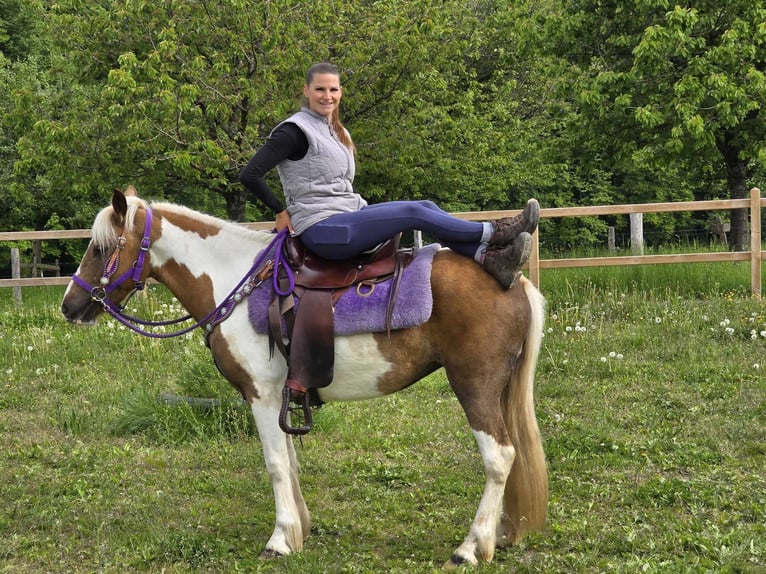 Pintos Stute 4 Jahre 135 cm Schecke in Linkenbach