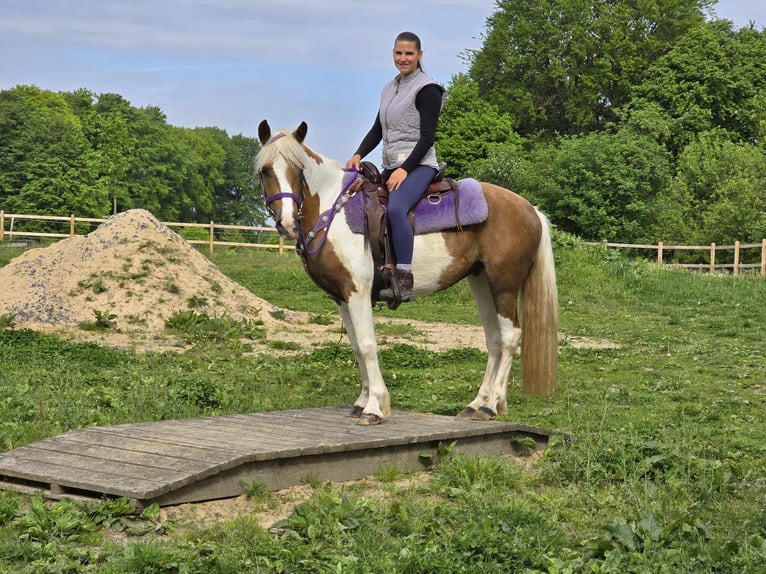 Pintos Stute 4 Jahre 135 cm Schecke in Linkenbach