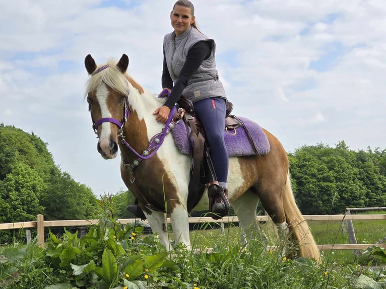 Pintos Stute 4 Jahre 135 cm Schecke in Linkenbach