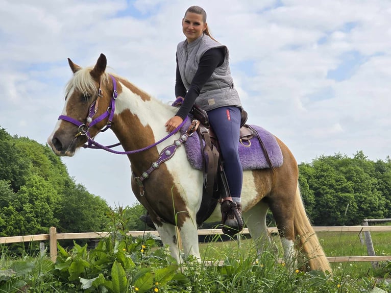 Pintos Stute 4 Jahre 135 cm Schecke in Linkenbach