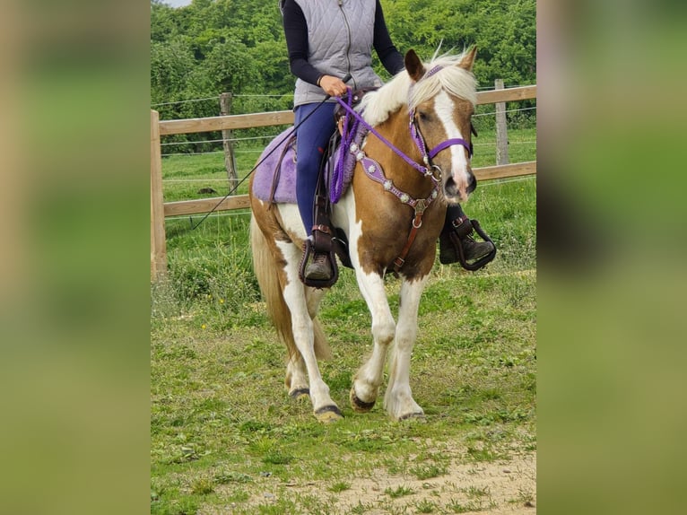 Pintos Stute 4 Jahre 135 cm Schecke in Linkenbach