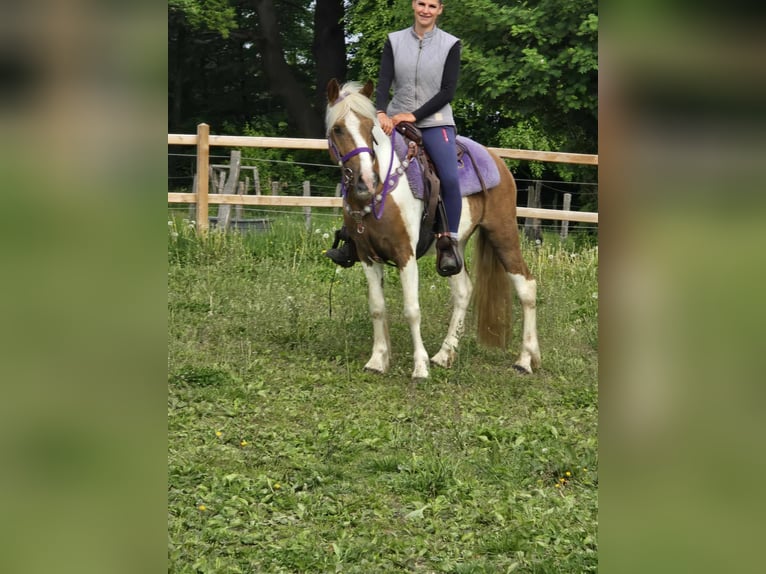 Pintos Stute 4 Jahre 135 cm Schecke in Linkenbach