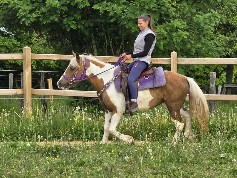 Pintos Stute 4 Jahre 135 cm Schecke in Linkenbach