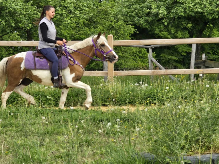 Pintos Stute 4 Jahre 135 cm Schecke in Linkenbach