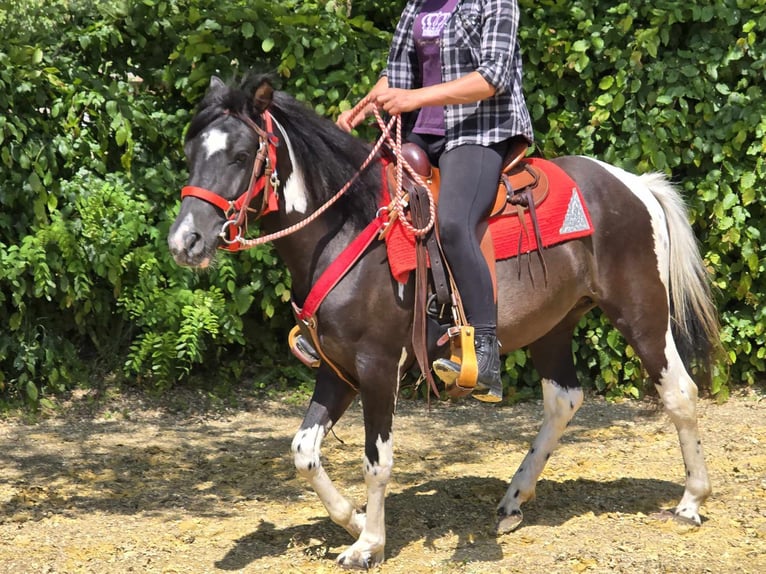 Pintos Stute 4 Jahre 136 cm Schecke in Linkenbach