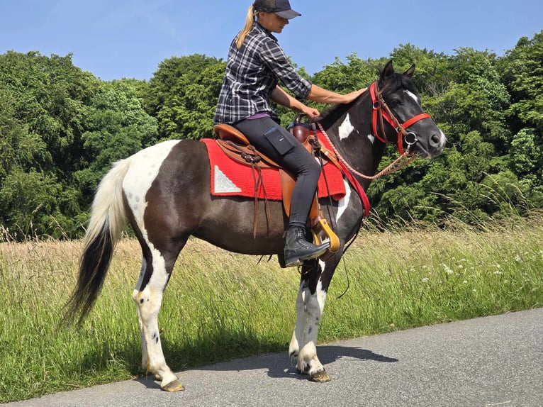 Pintos Stute 4 Jahre 136 cm Schecke in Linkenbach