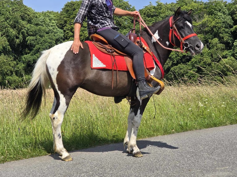 Pintos Stute 4 Jahre 136 cm Schecke in Linkenbach