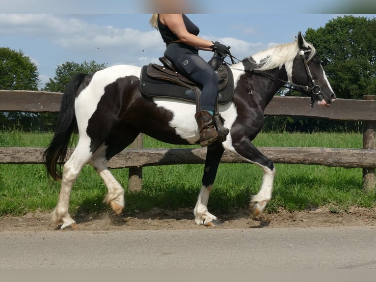 Pintos Stute 4 Jahre 144 cm Schecke in Lathen