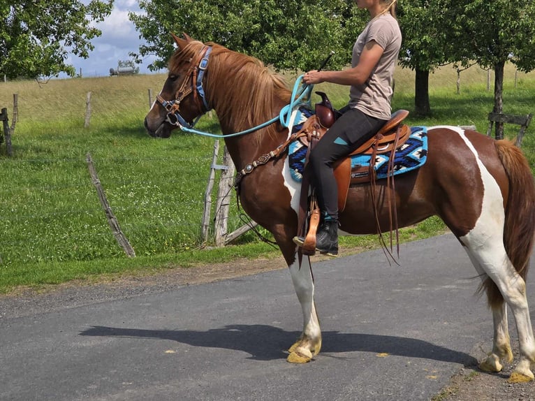Pintos Stute 4 Jahre 145 cm Schecke in Linkenbach