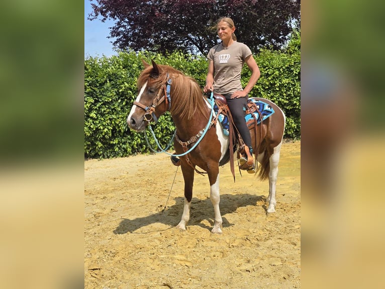 Pintos Stute 4 Jahre 145 cm Schecke in Linkenbach
