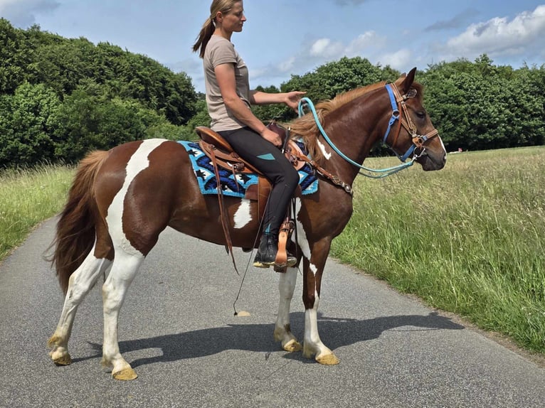 Pintos Stute 4 Jahre 145 cm Schecke in Linkenbach