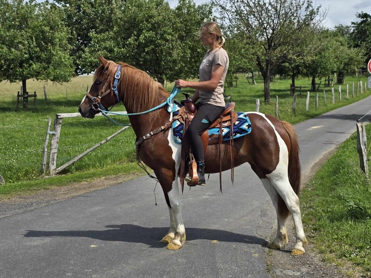 Pintos Stute 4 Jahre 145 cm Schecke in Linkenbach