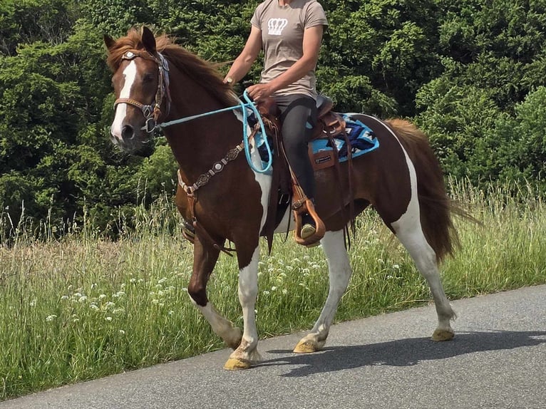 Pintos Stute 4 Jahre 145 cm Schecke in Linkenbach