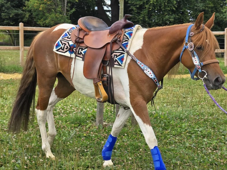 Pintos Stute 4 Jahre 145 cm Schecke in Linkenbach