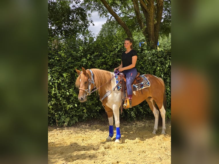 Pintos Stute 4 Jahre 145 cm Schecke in Linkenbach