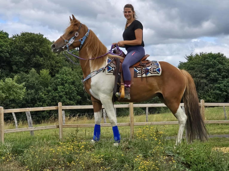Pintos Stute 4 Jahre 145 cm Schecke in Linkenbach