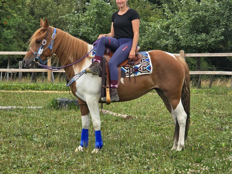 Pintos Stute 4 Jahre 145 cm Schecke in Linkenbach