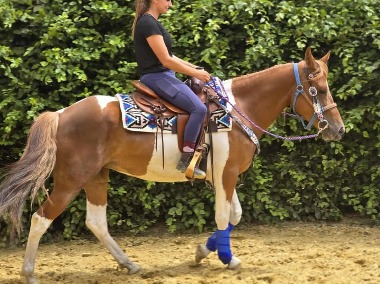 Pintos Stute 4 Jahre 145 cm Schecke in Linkenbach