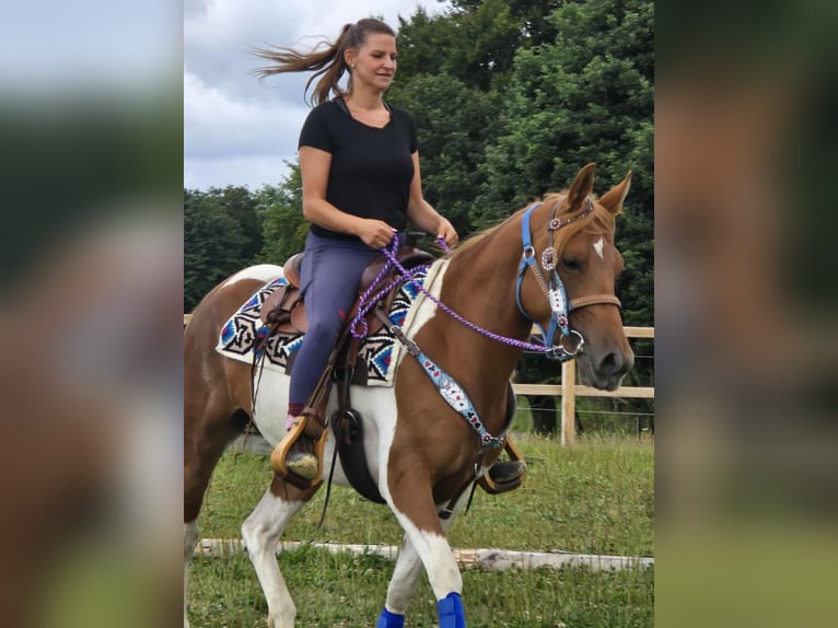 Pintos Stute 4 Jahre 145 cm Schecke in Linkenbach