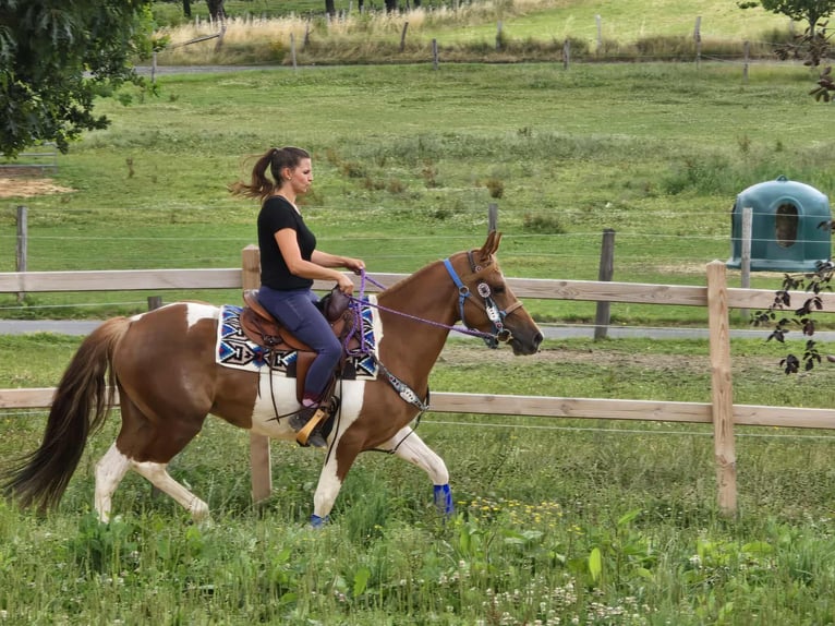 Pintos Stute 4 Jahre 145 cm Schecke in Linkenbach