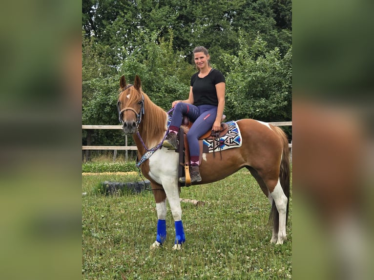 Pintos Stute 4 Jahre 145 cm Schecke in Linkenbach