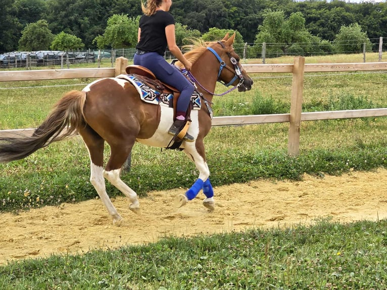 Pintos Stute 4 Jahre 145 cm Schecke in Linkenbach