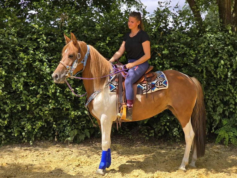 Pintos Stute 4 Jahre 145 cm Schecke in Linkenbach