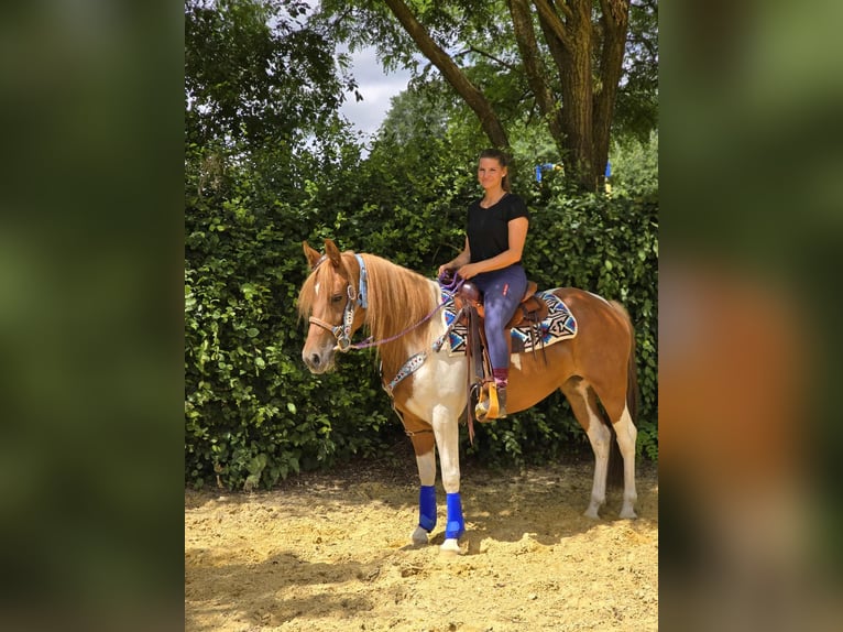 Pintos Stute 4 Jahre 145 cm Schecke in Linkenbach