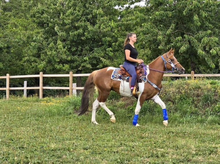 Pintos Stute 4 Jahre 145 cm Schecke in Linkenbach