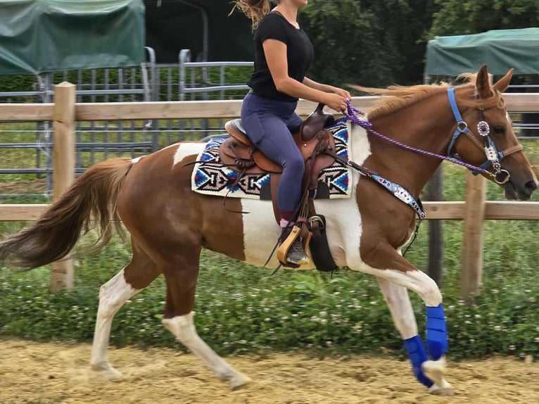 Pintos Stute 4 Jahre 145 cm Schecke in Linkenbach