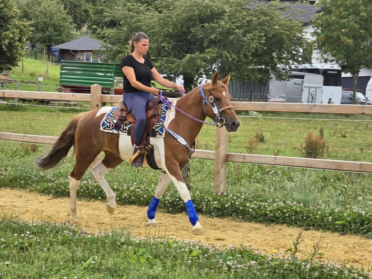 Pintos Stute 4 Jahre 145 cm Schecke in Linkenbach
