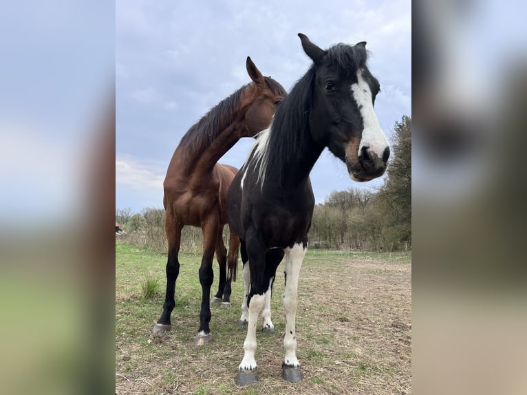 Pintos Stute 4 Jahre 147 cm Schecke in Parchim