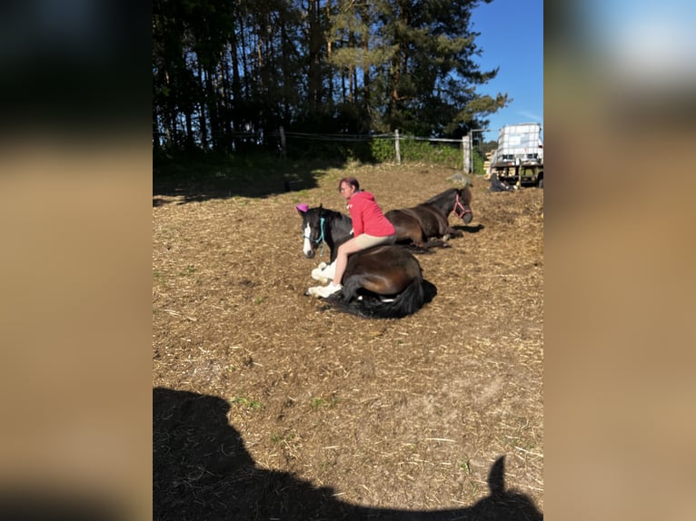 Pintos Stute 4 Jahre 147 cm Schecke in Parchim