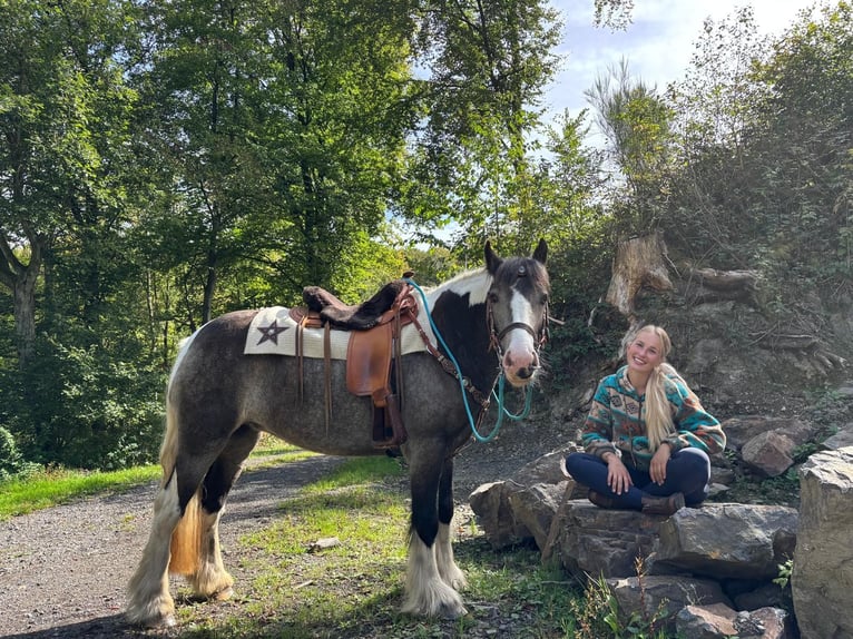 Pintos Stute 4 Jahre 147 cm Schecke in Linkenbach