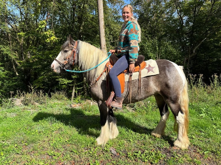 Pintos Stute 4 Jahre 147 cm Schecke in Linkenbach