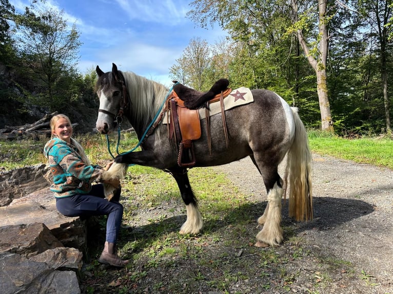 Pintos Stute 4 Jahre 147 cm Schecke in Linkenbach