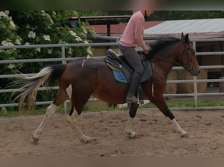 Pintos Stute 4 Jahre 152 cm Schecke in Rudersdorf
