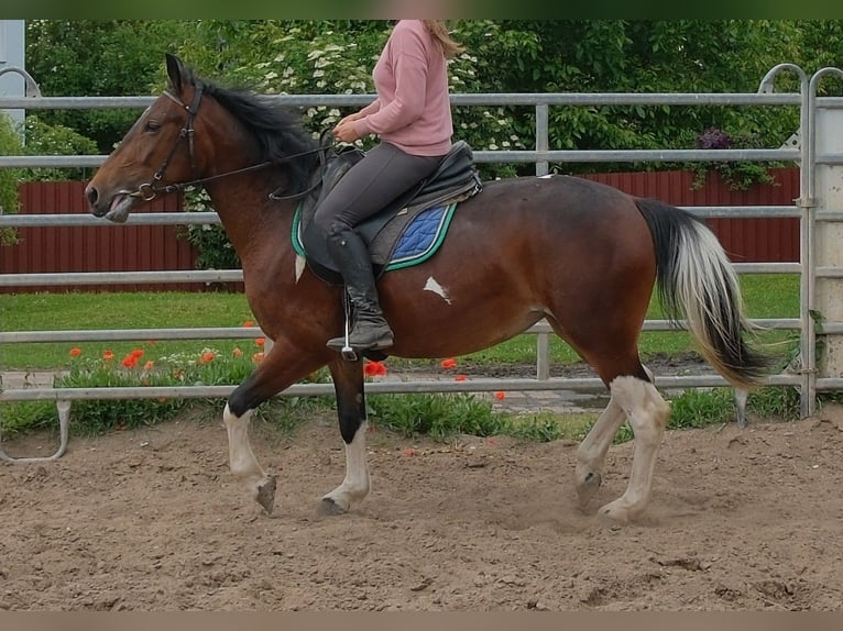 Pintos Stute 4 Jahre 152 cm Schecke in Rudersdorf
