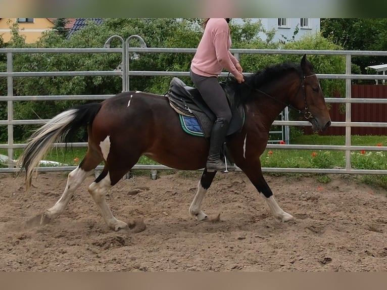 Pintos Stute 4 Jahre 152 cm Schecke in Rudersdorf