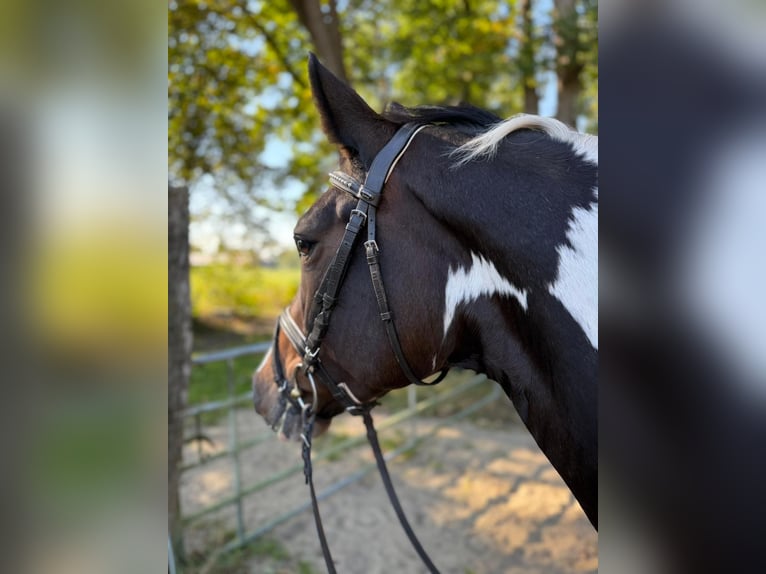 Pintos Stute 4 Jahre 153 cm Schecke in Schee&#xDF;el