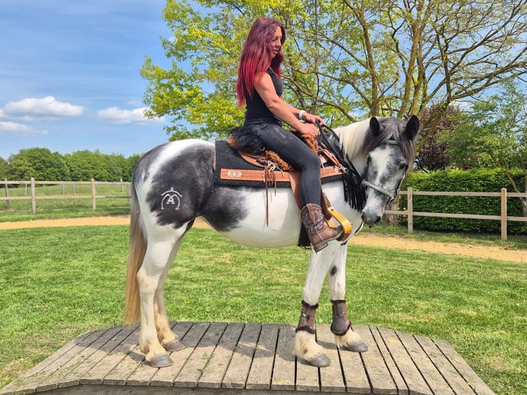 Pintos Stute 4 Jahre 154 cm  in Linkenbach