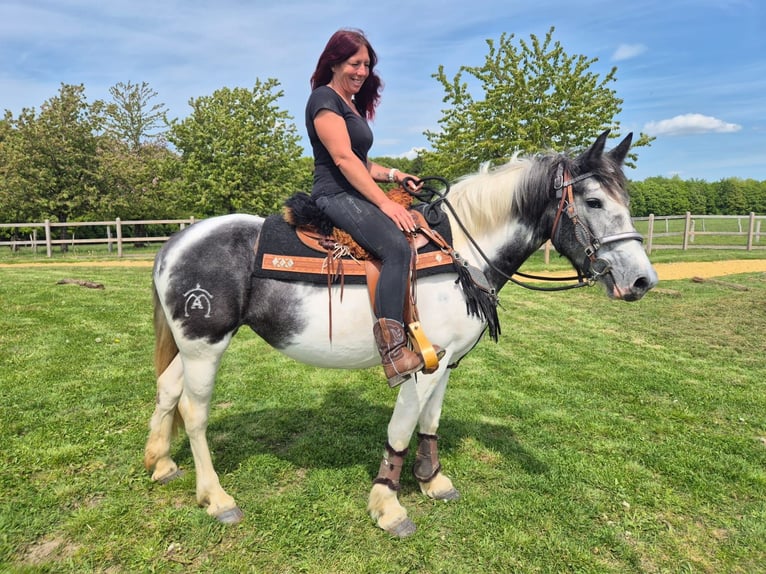 Pintos Stute 4 Jahre 154 cm  in Linkenbach