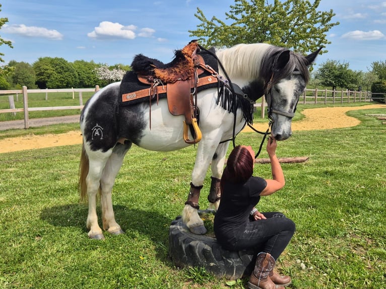 Pintos Stute 4 Jahre 154 cm  in Linkenbach